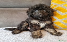 Cockapoo dogs for sale: Fully Vaccinated, Adorable small Cockapoo puppies - Image 1
