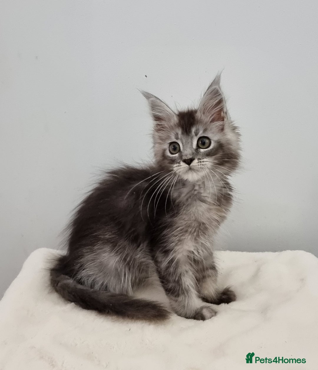 Maine Coon cats for sale: Pedigree Maine Coon Kittens GCCF REGISTERED  - Advert 2