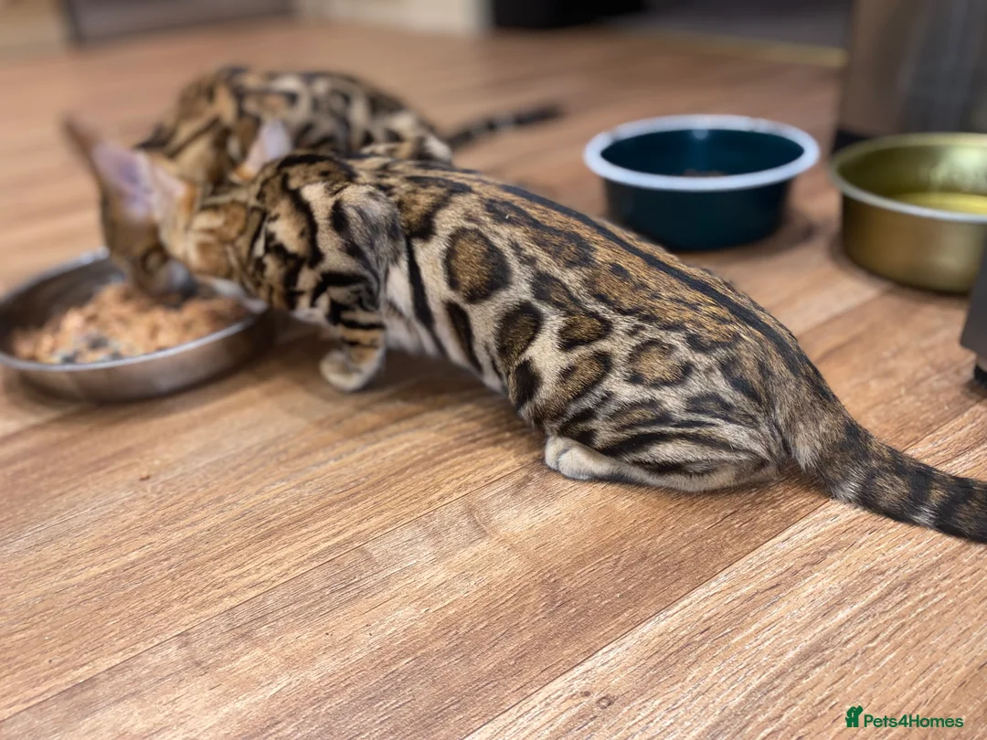 Bengal cats for sale: Top quality pure breed marble Bengal kitten  - Advert 9