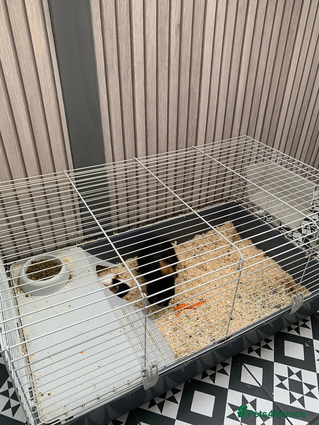 Guinea Pig rodents for sale: Guinea Pigs in Walsall - Advert 2