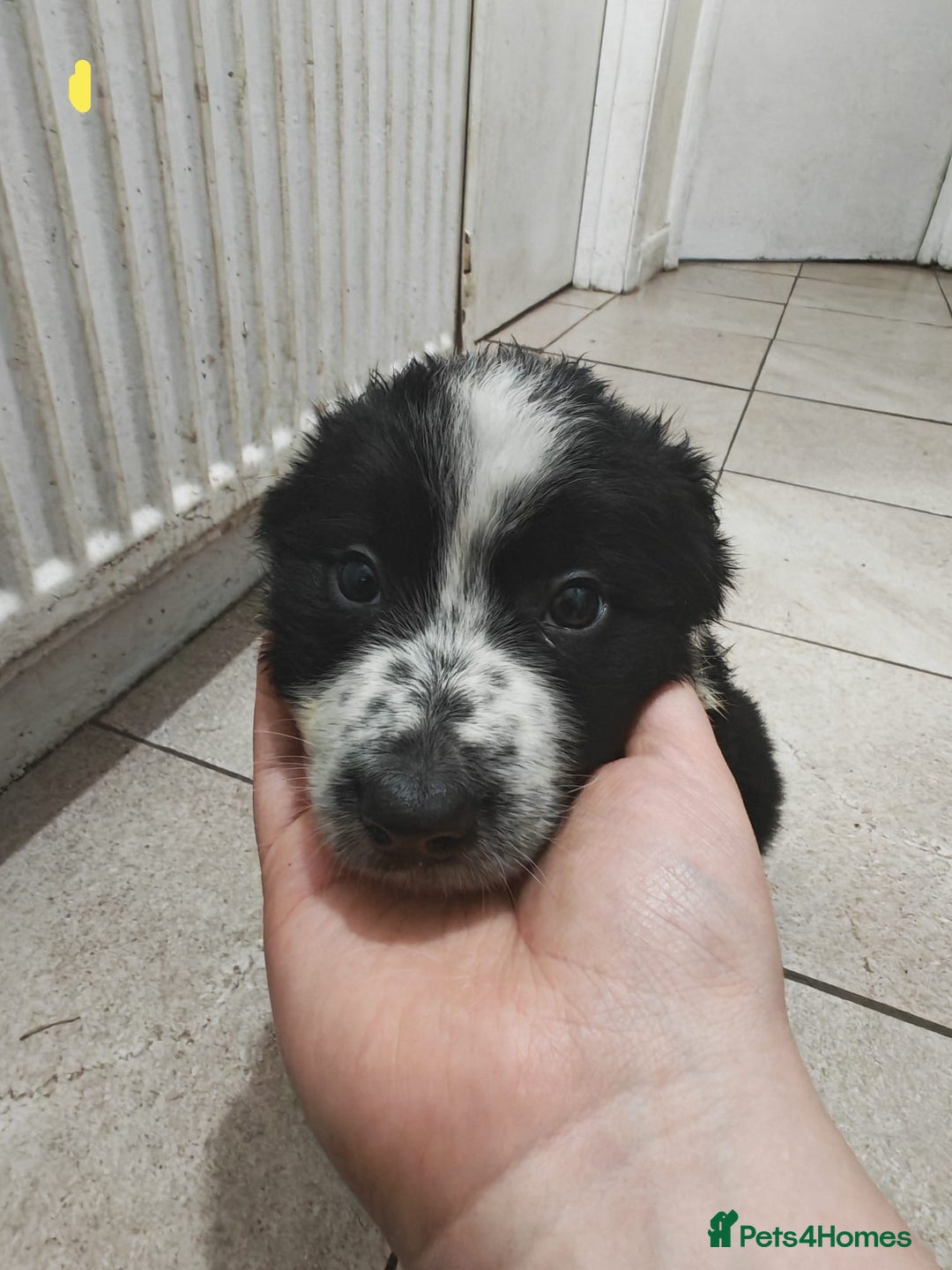 Border Collie dogs for sale: Border collie puppies for sale - Image 4
