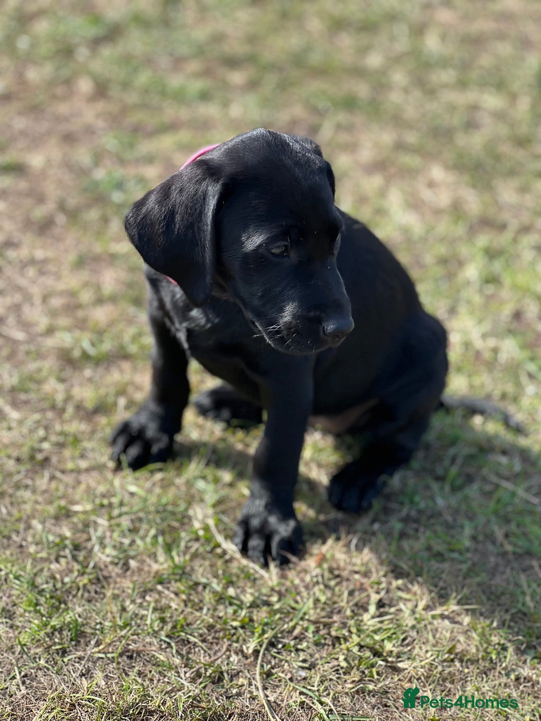 Labrador Retriever dogs for sale: 🐾Ready Now🐾Black Male FTCH Pedigree Forward Pups - Image 12