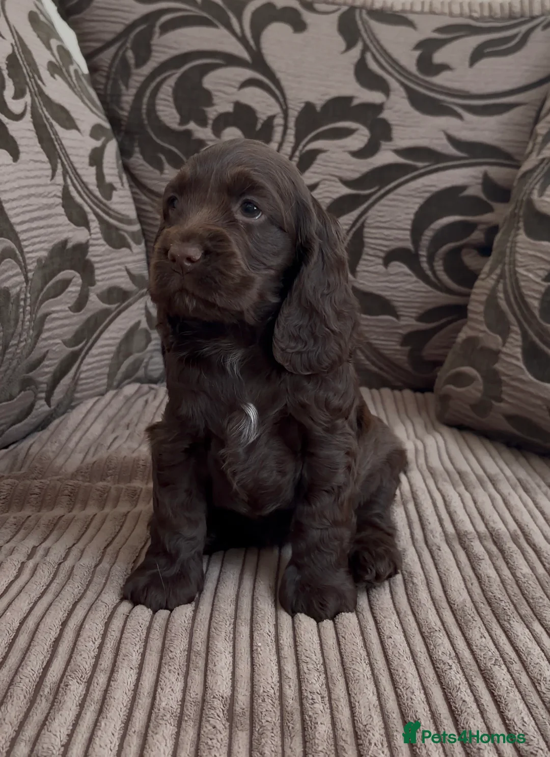 Cocker Spaniel dogs for sale: 🌟Gorgeous 100% show type cocker spaniel puppies⭐  - Advert 2
