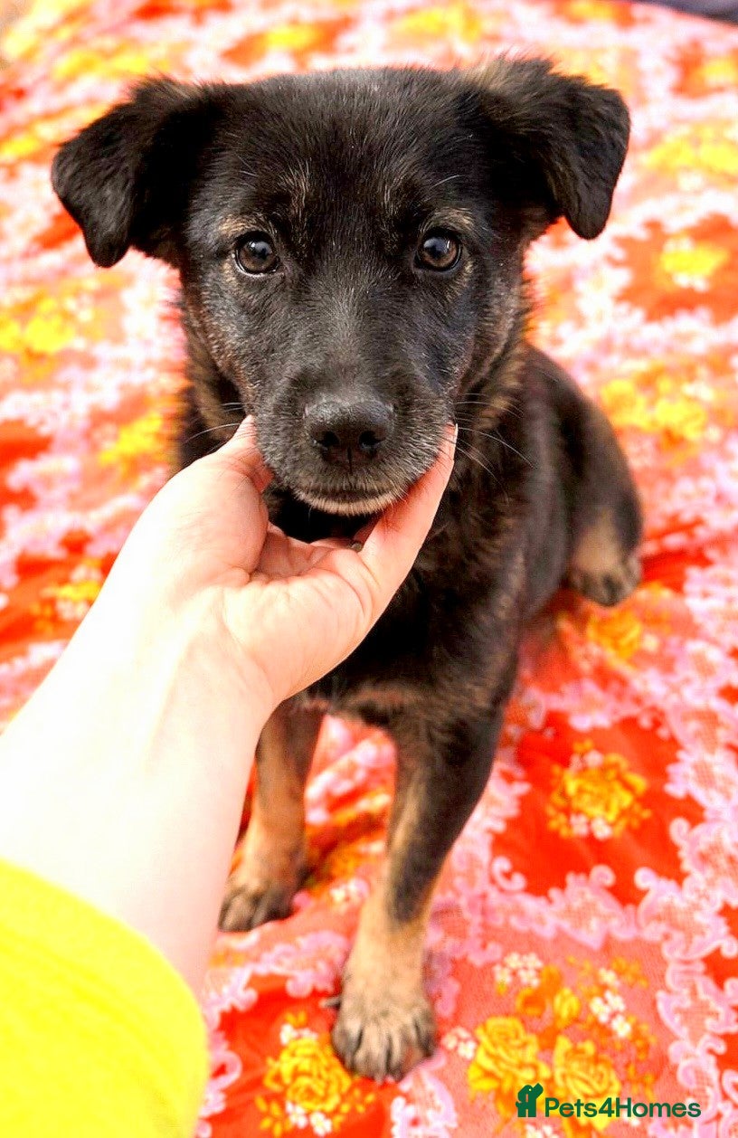 Mixed Breed dogs 🐾🌼 MIA – The Little Railway Survivor 🌼🐾 - Advert 7