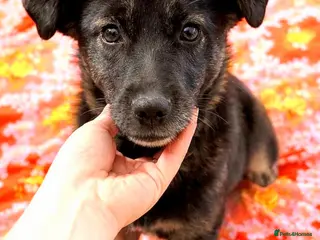 Mixed Breed dogs 🐾🌼 MIA – The Little Railway Survivor 🌼🐾 - Advert 7