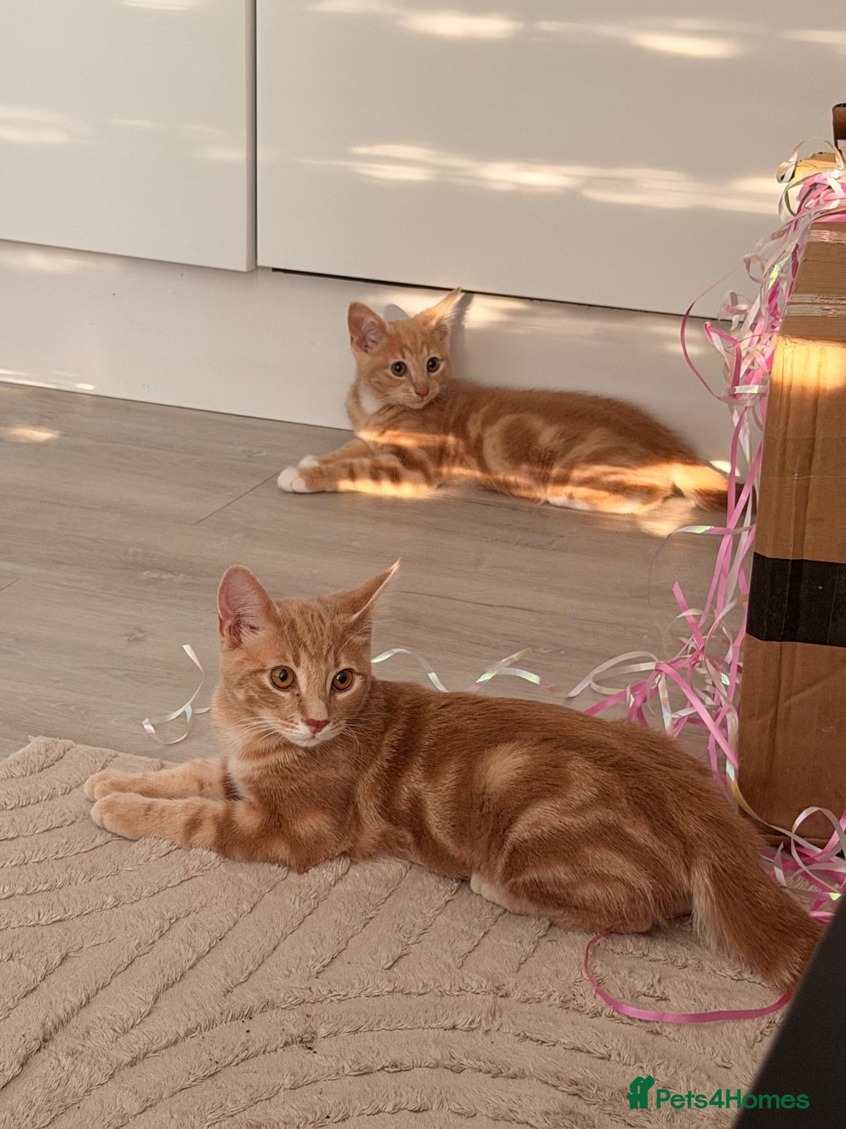Domestic Shorthair cats for sale: 2 cream boys with all belongings  - Advert 1