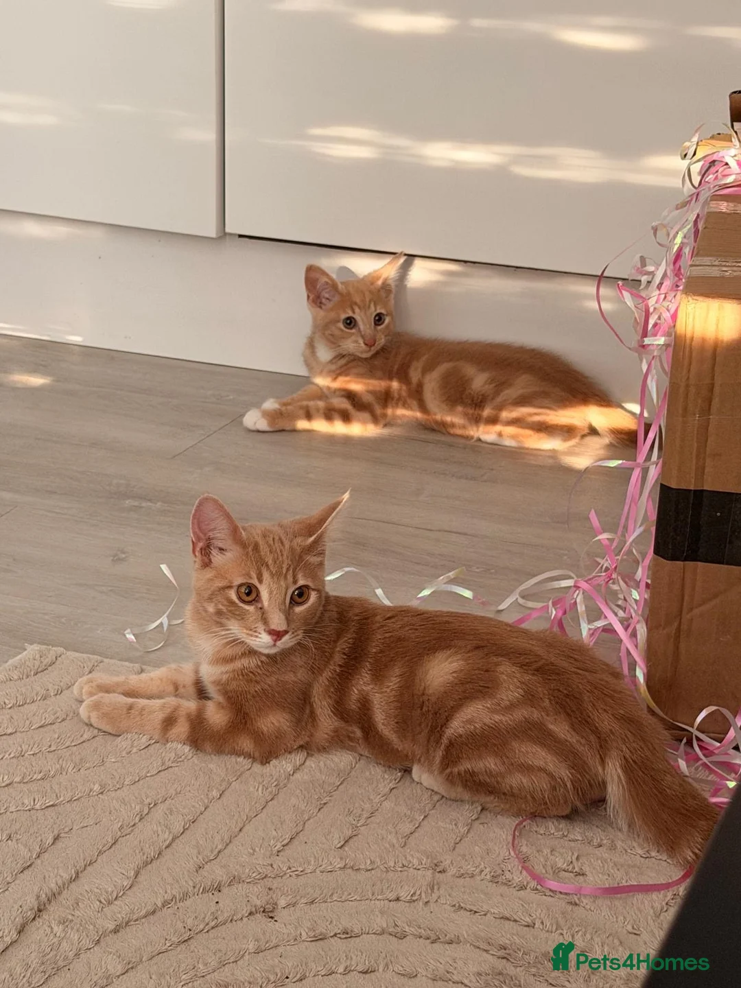 Domestic Shorthair cats for sale: 2 cream boys with all belongings  - Advert 1