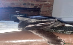 Mixed Breed cats for sale: Black cat dexter - Image 3