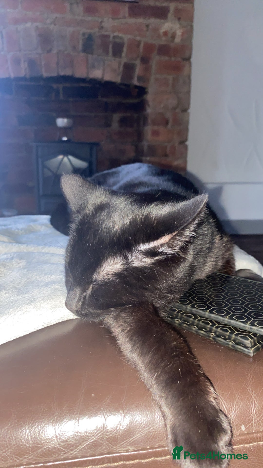 Mixed Breed cats for sale: Black cat dexter - Image 3