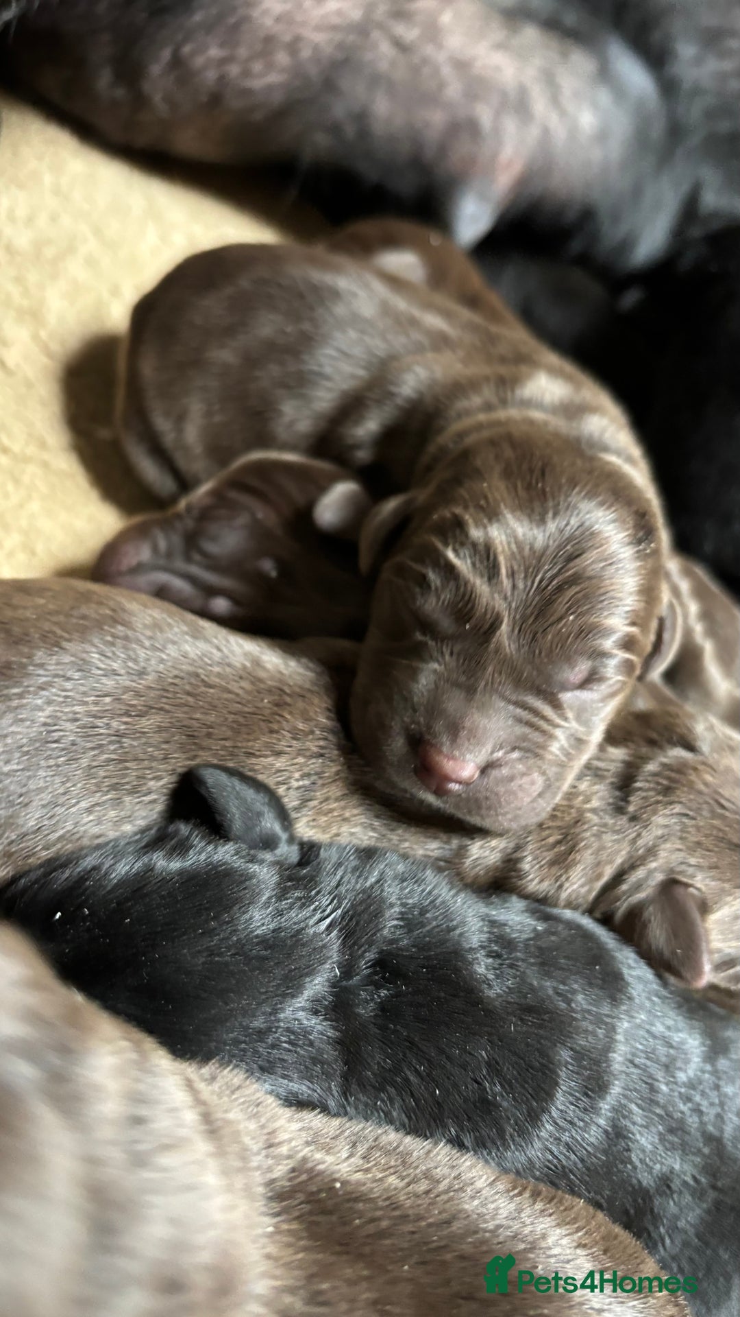 Labrador Retriever dogs for sale: Beautiful black and chocolate pups  - Image 6