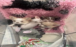 Chihuahua dogs for sale: Exquisite KC Registered Apple Chihuahua Puppies 💖 - Image 2