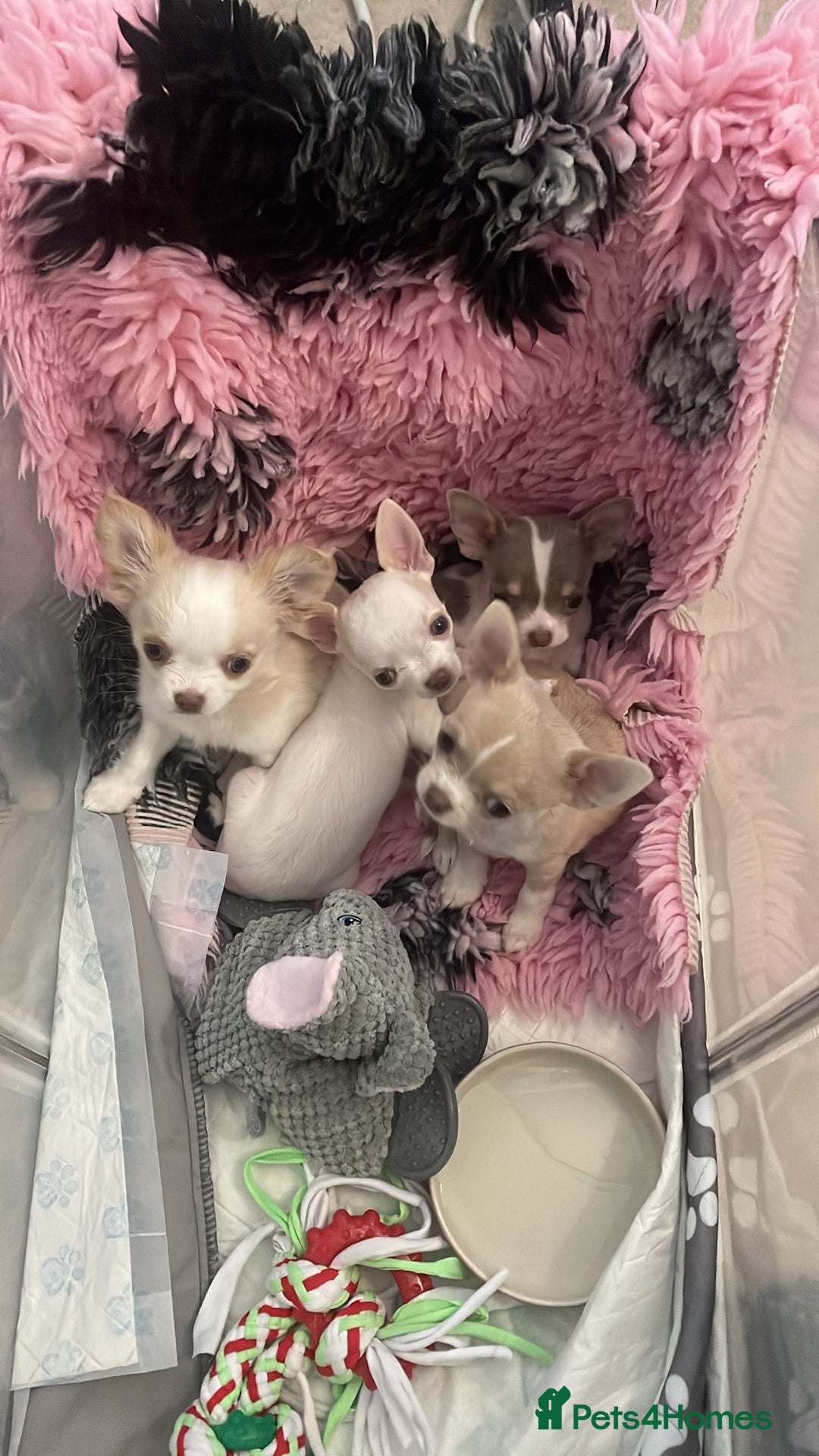 Chihuahua dogs for sale: Exquisite KC Registered Apple Chihuahua Puppies 💖 - Image 2