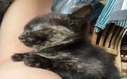 Mixed Breed cats for sale: Semi Longhaired Kittens - Image 8