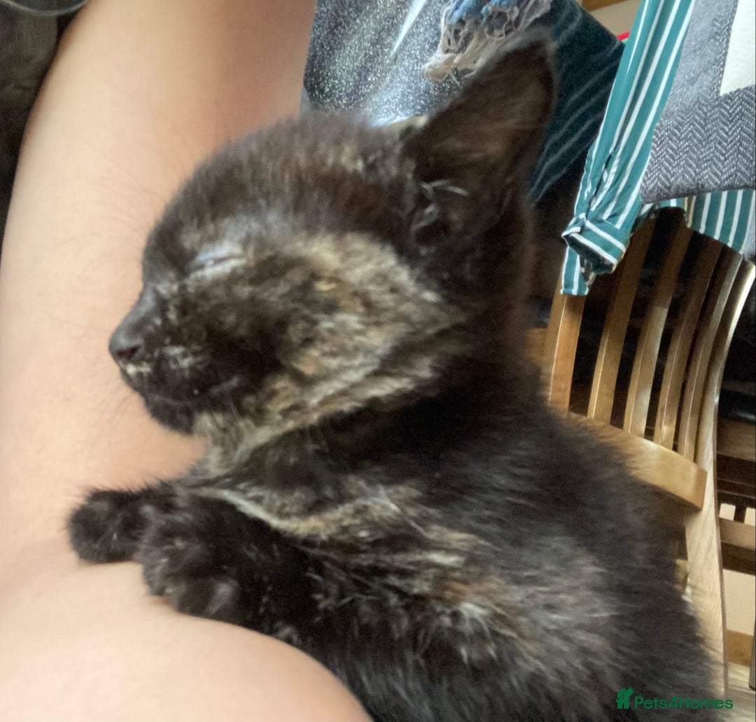 Mixed Breed cats for sale: Semi Longhaired Kittens - Image 8