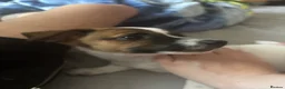 Jack Russell dogs for sale: Puppy 1 in Chatham - Advert 4