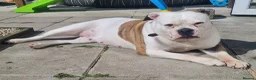 American Bulldog dogs for stud: American Bulldog Import For Stud - Advert 14