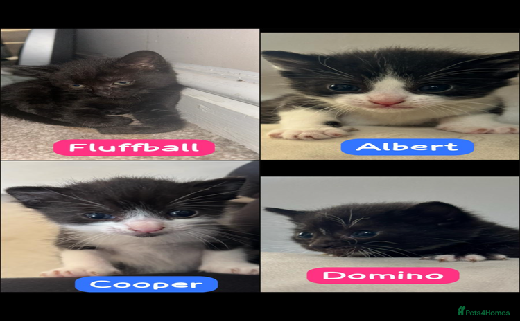 British Shorthair cats - Advert 1