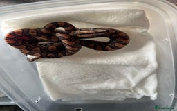 Boa Snake reptiles for sale: Brazilian rainbow boa babies  - Image 6