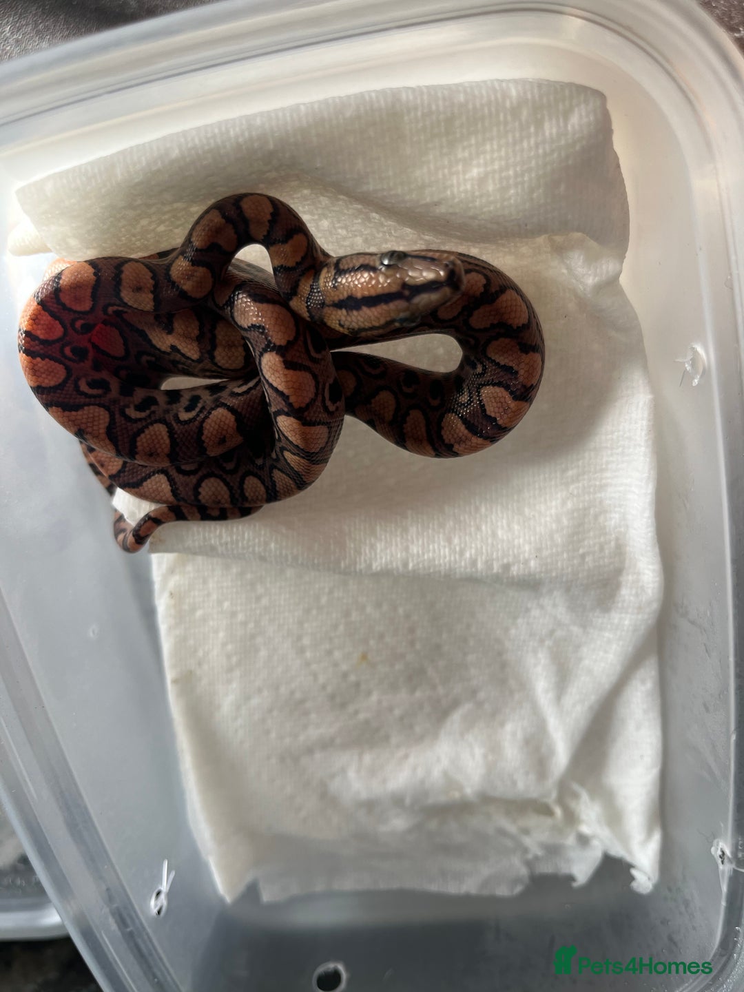 Boa Snake reptiles for sale: Brazilian rainbow boa babies  - Image 6