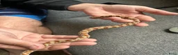 Snake reptiles for sale: Western Hognose with full Setup - Advert 2