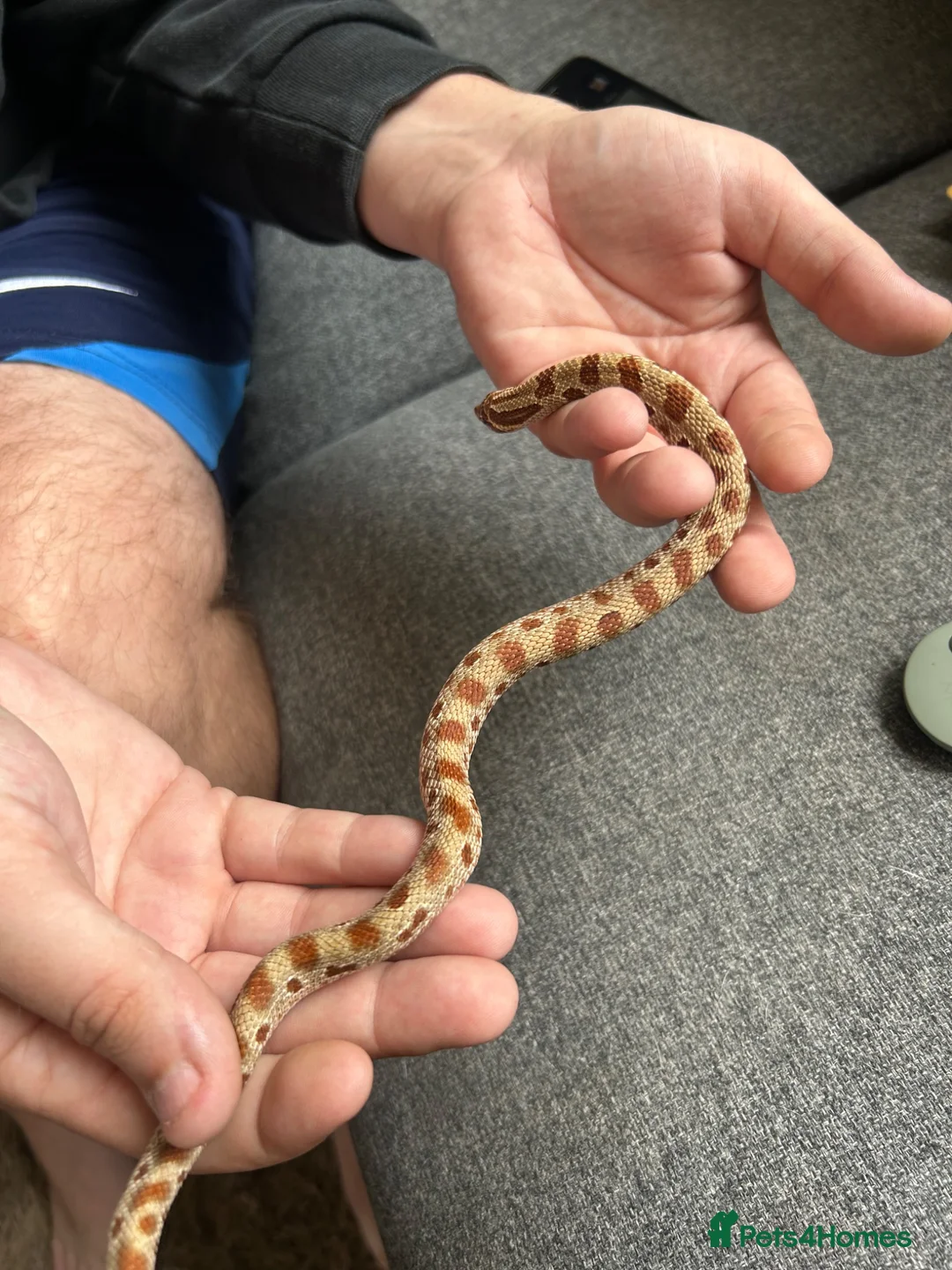 Snake reptiles for sale: Western Hognose with full Setup - Advert 2