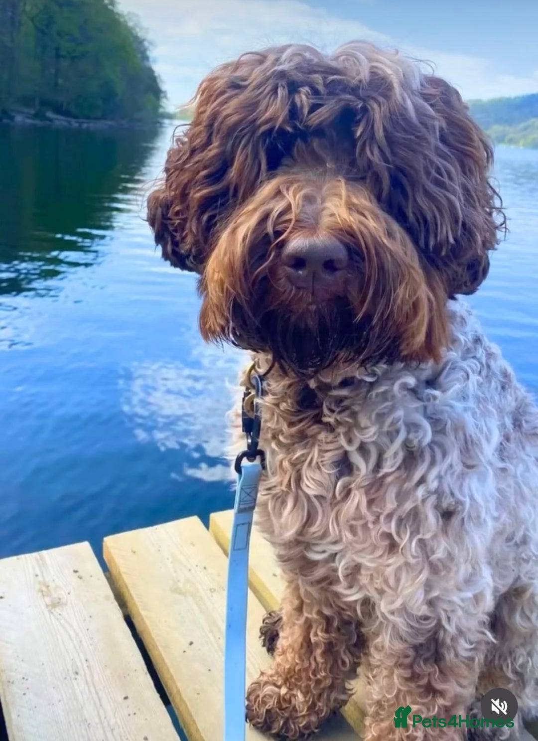 Australian Labradoodle dogs for sale: WALA Registered Australian Labradoodle Puppies - Advert 6