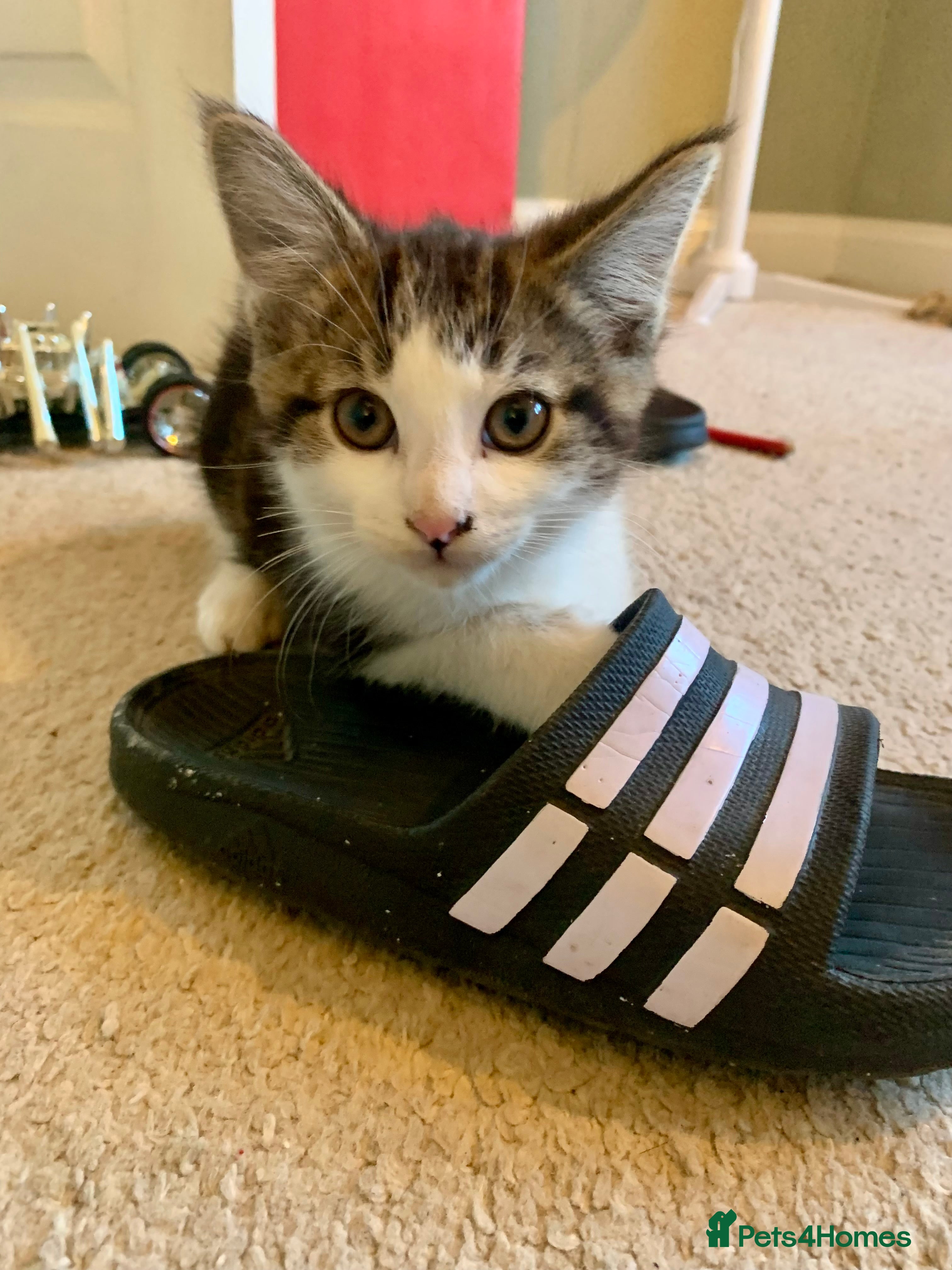 Mixed Breed cats READY TO GO little half Maine Coon kittens  - Advert 4