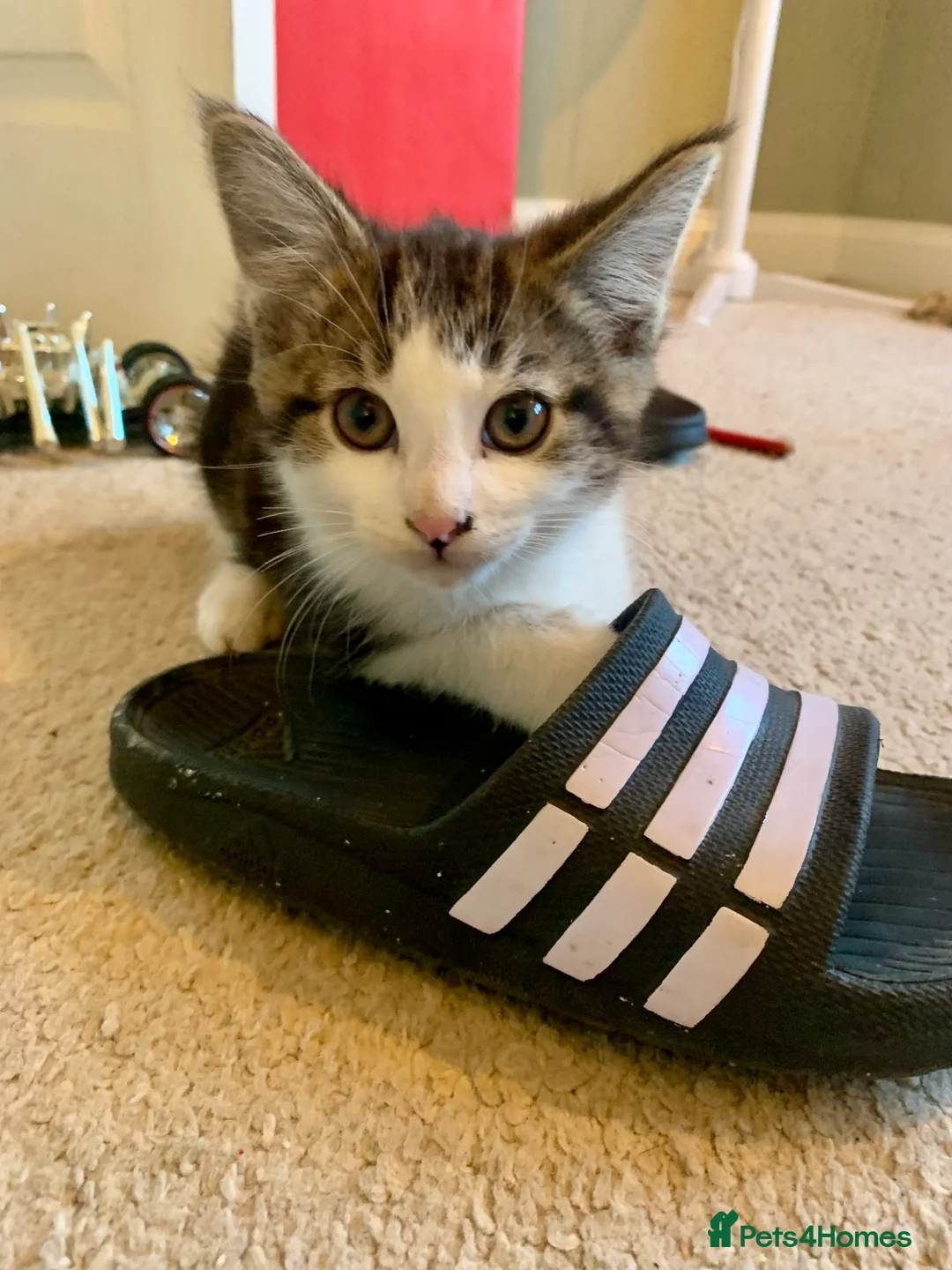 Mixed Breed cats for sale: READY TO GO little half Maine Coon kittens  - Advert 7