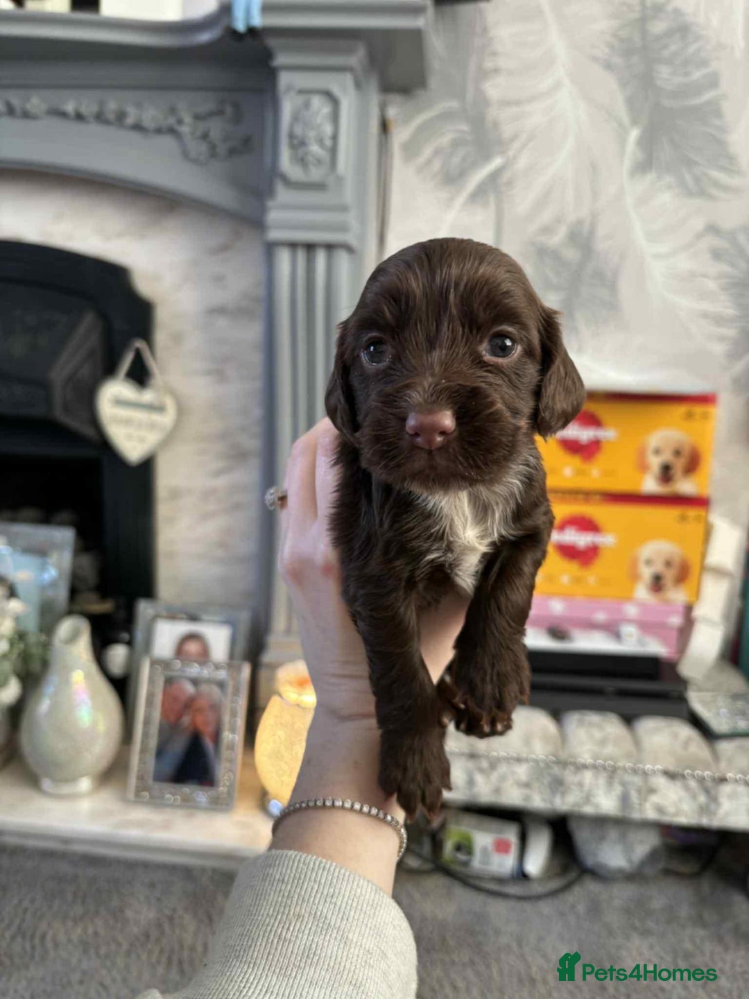 Cocker Spaniel dogs for sale: Stunning cocker spaniels for sale - Image 18