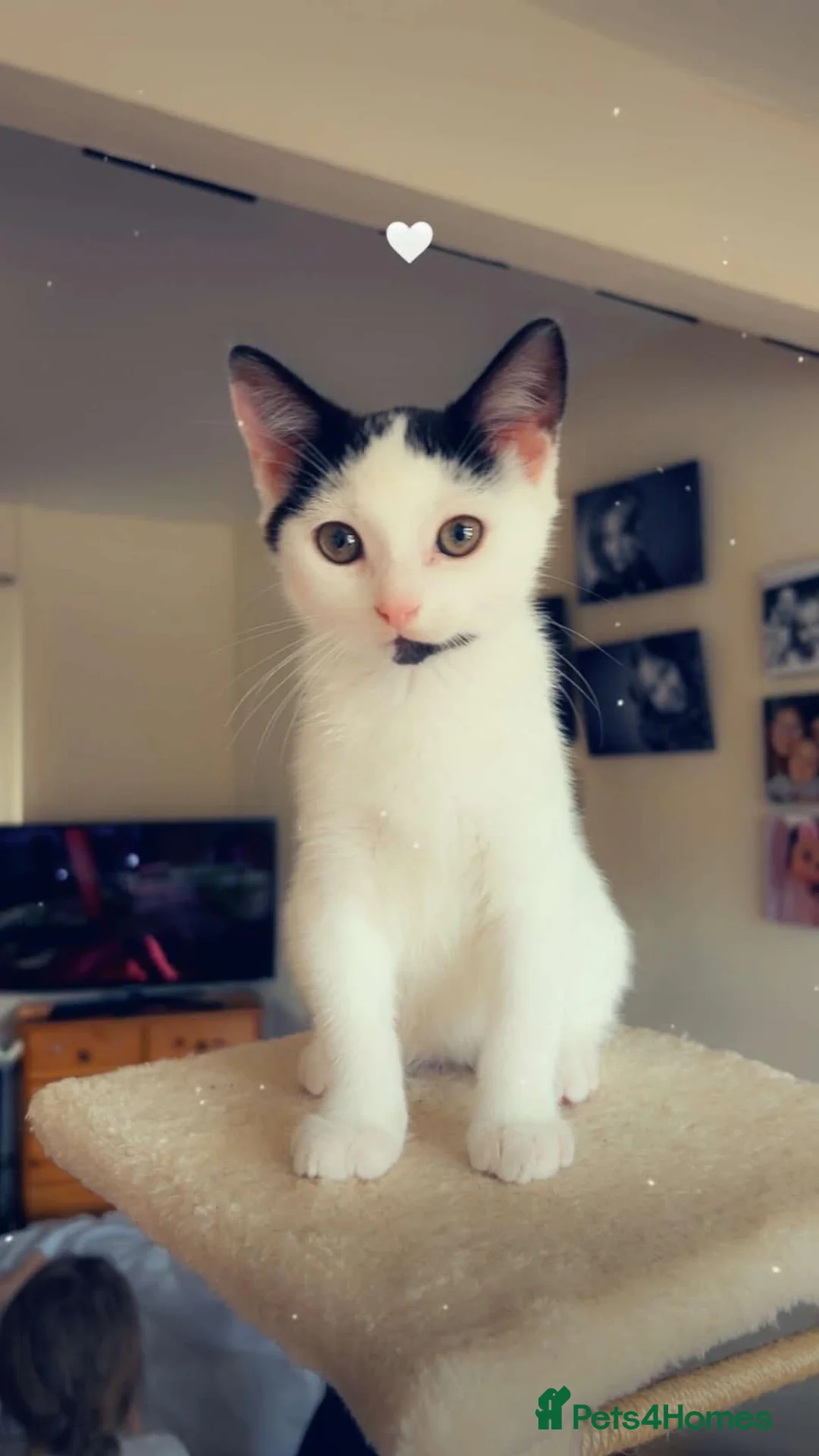 Mixed Breed cats for adoption: 3 Rescue kittens 🖤🤍🖤 - Advert 2