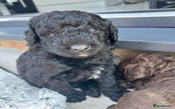 Bernedoodle dogs for sale: HEALTH TESTED DOUBLE DOODLES - Image 7