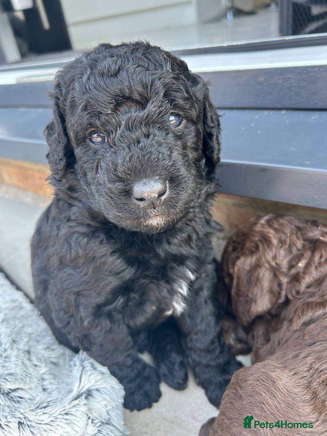 Bernedoodle dogs for sale: HEALTH TESTED DOUBLE DOODLES - Image 7
