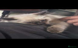 Ragdoll cats for sale: Lovely ragdoll kittens for sale  - Image 9