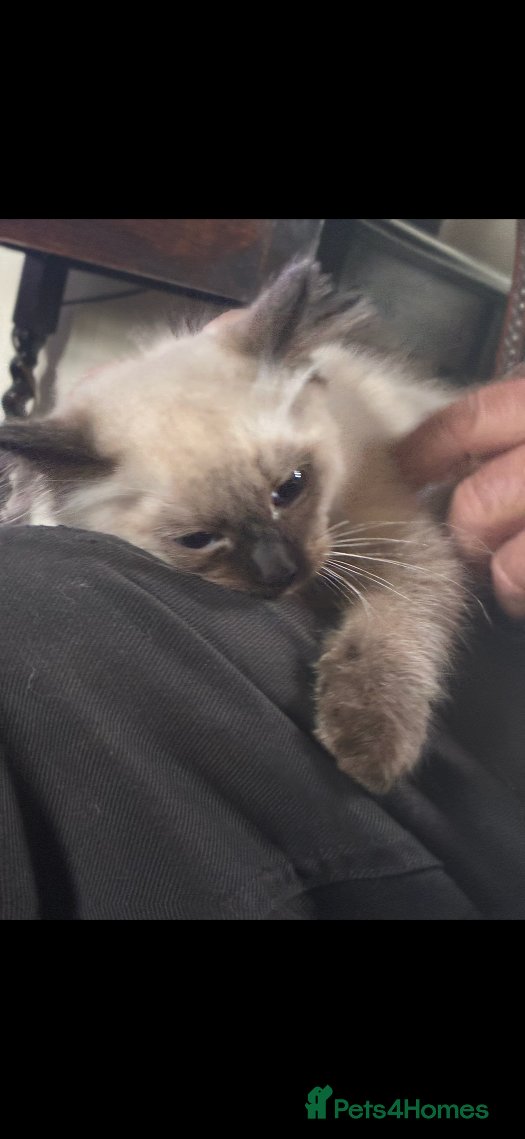 Ragdoll cats for sale: Lovely ragdoll kittens for sale  - Image 9