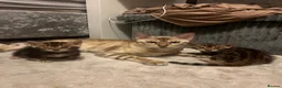 Bengal cats for sale: 🐾 Beautiful Bengal Kittens 🐾 - Advert 36
