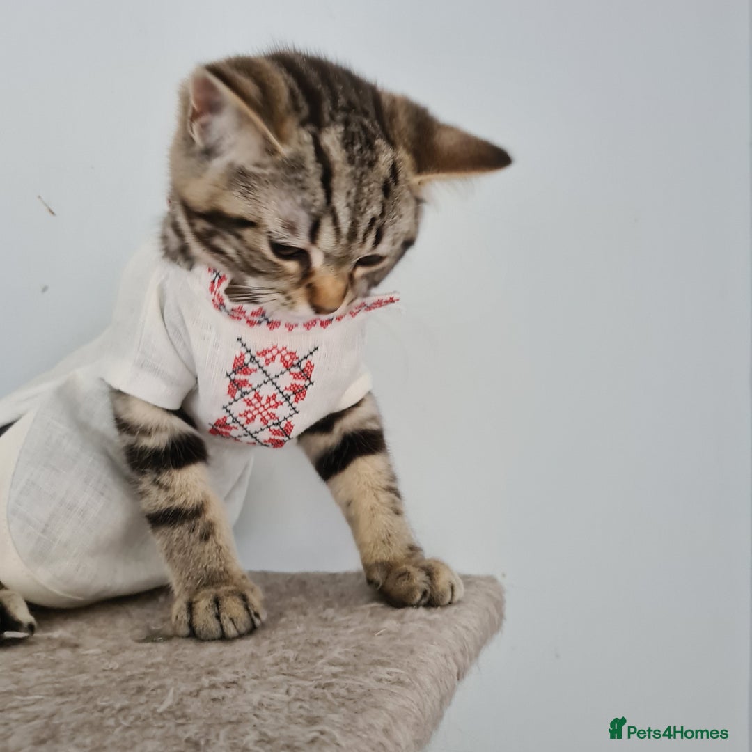 Scottish Fold cats for sale: Urgent sale of Scottish Fold kitten in London - Image 13