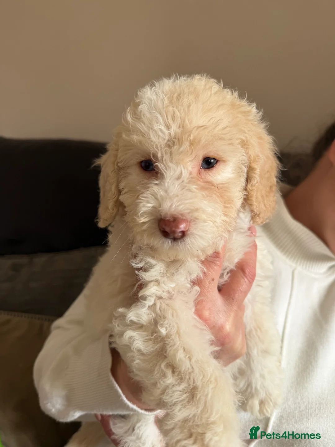 Cockapoo dogs for sale: Cockapoo puppies ready for their forever home  - Advert 2