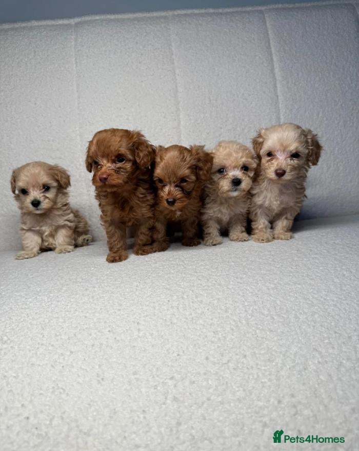 Cockapoo dogs Beautiful Cockapoo Puppies - Advert 16