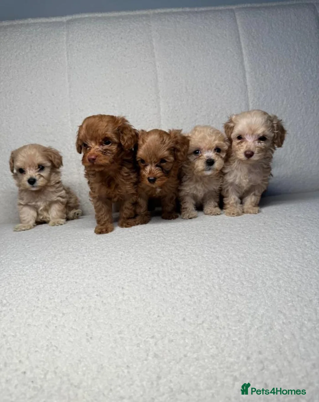 Cockapoo dogs for sale: Beautiful Cockapoo Puppies in Cardiff - Advert 1