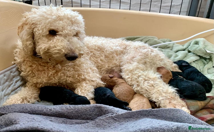 Labradoodle dogs - Advert 1