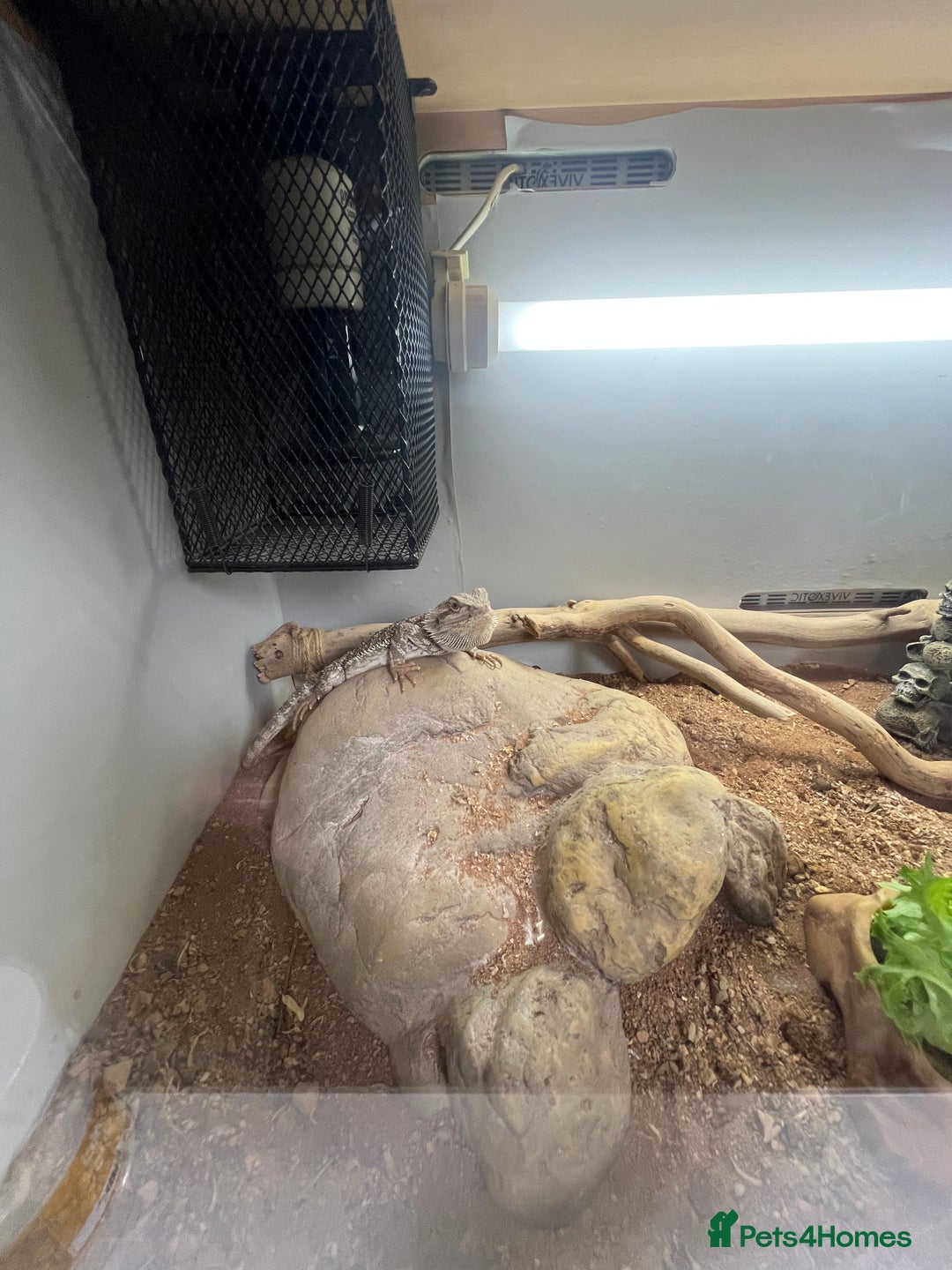 Bearded Dragon reptiles for sale: Baby bearded dragon and set up for sale  - Image 2