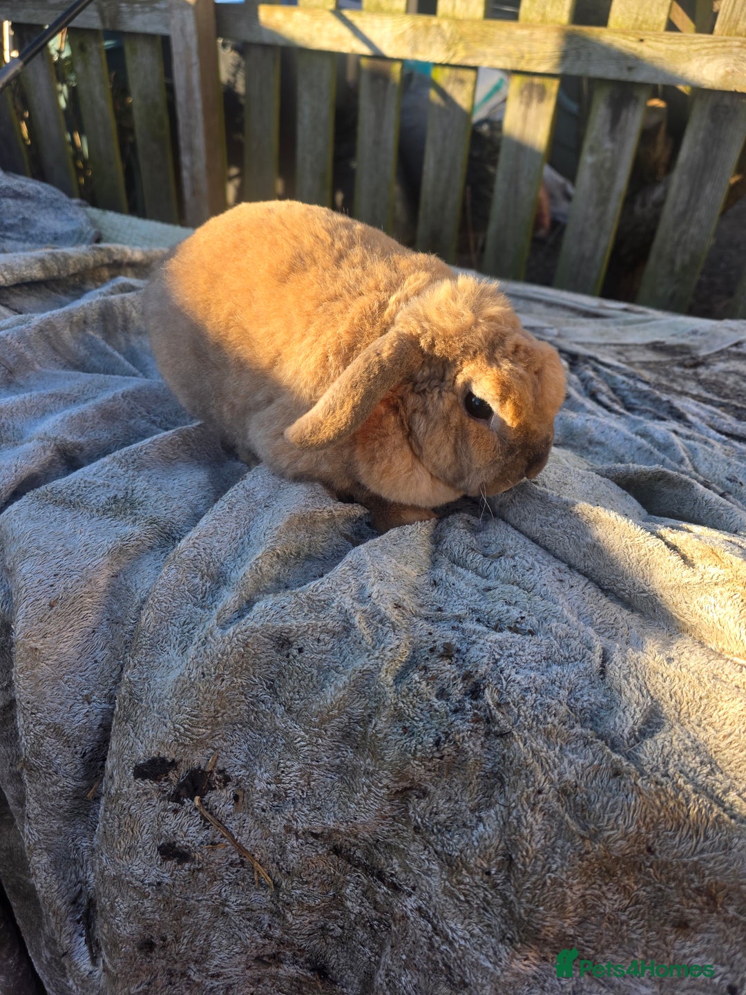 Mini Lop rabbits for sale: Mini lop  - Advert 1