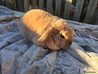 Mini Lop rabbits Mini lop - Advert 1