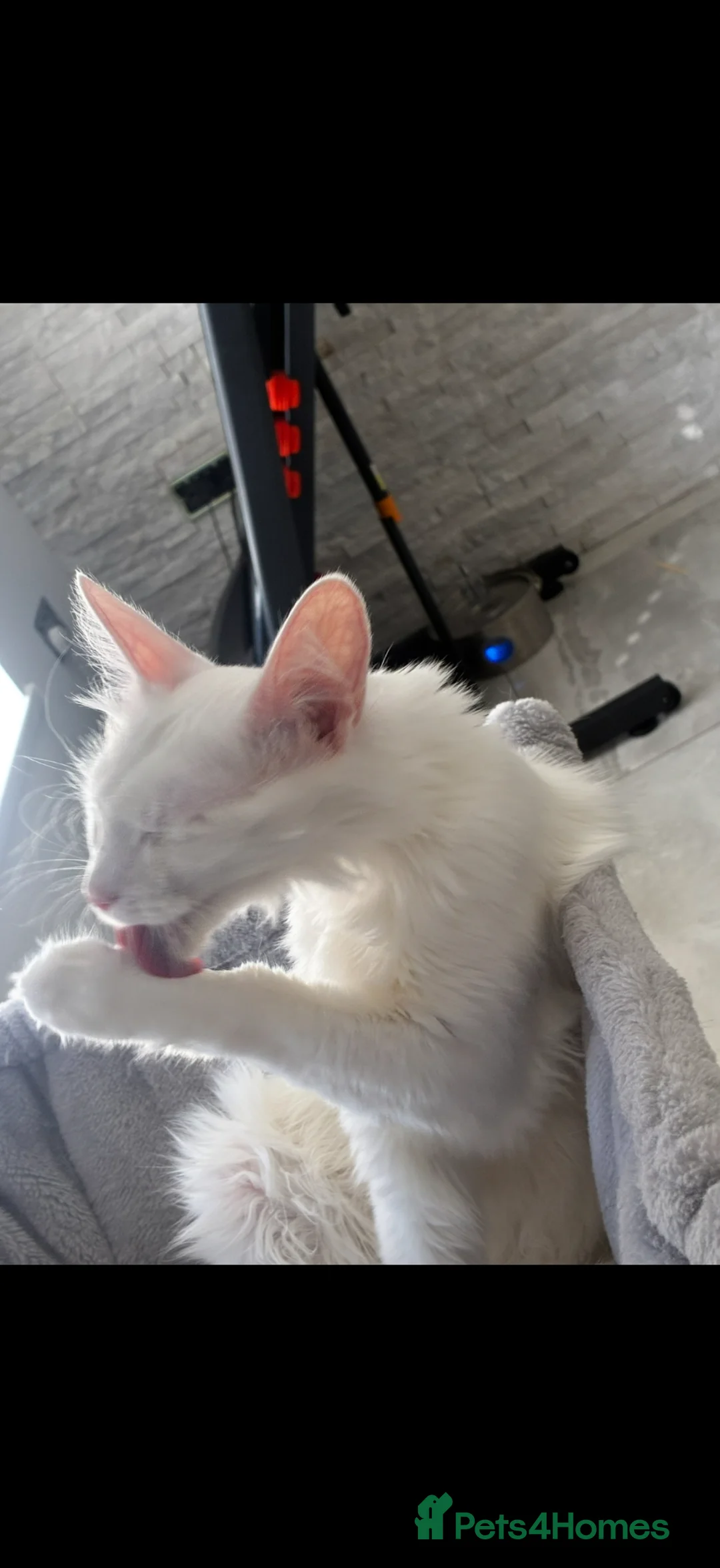 Turkish Angora cats for sale: Turkish angora for sale.  - Advert 2