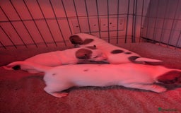 Jack Russell dogs for sale: 3 Jack Russell puppies - Image 5