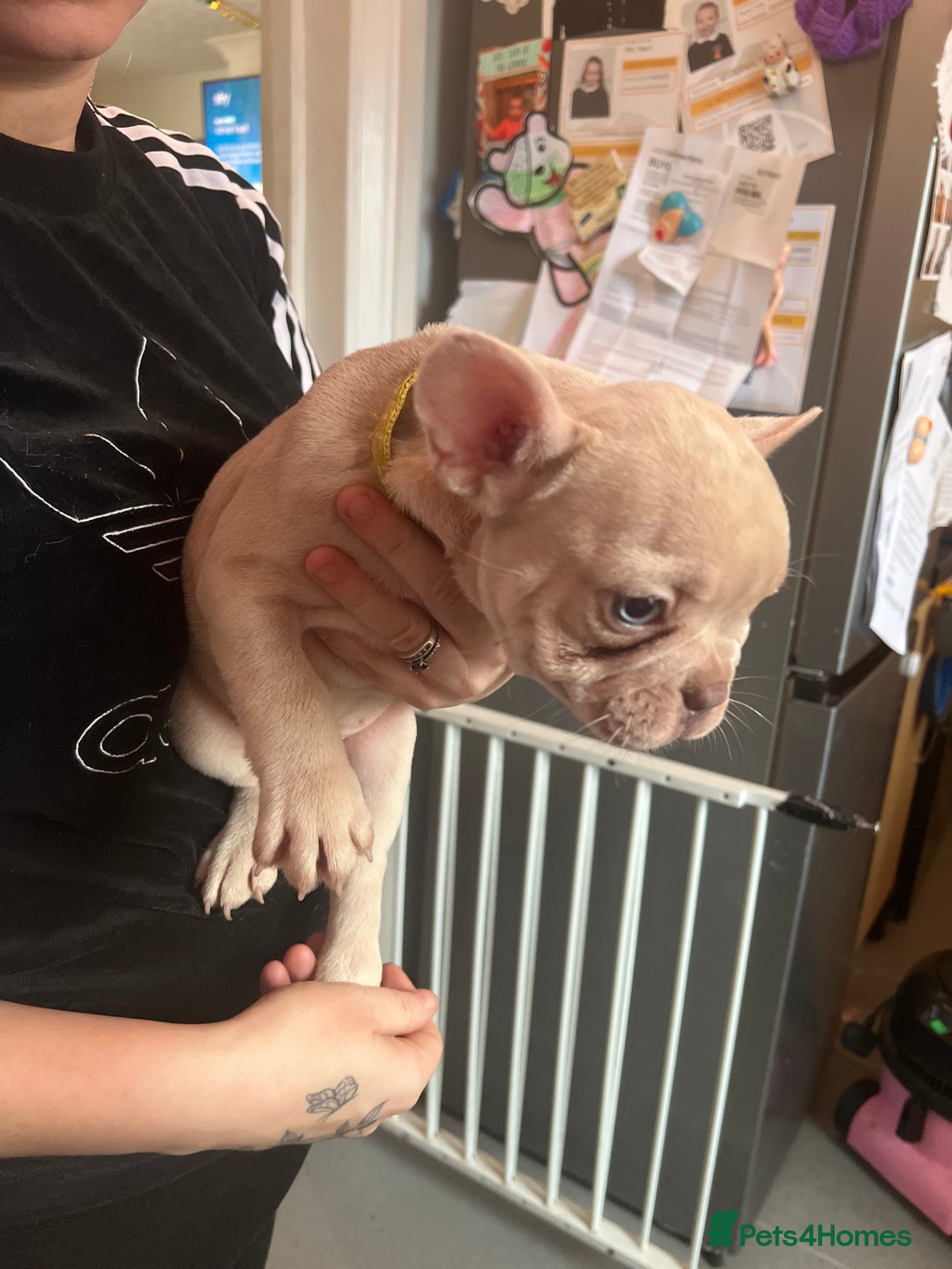 French Bulldog dogs for sale: Female French bulldogs  - Advert 2