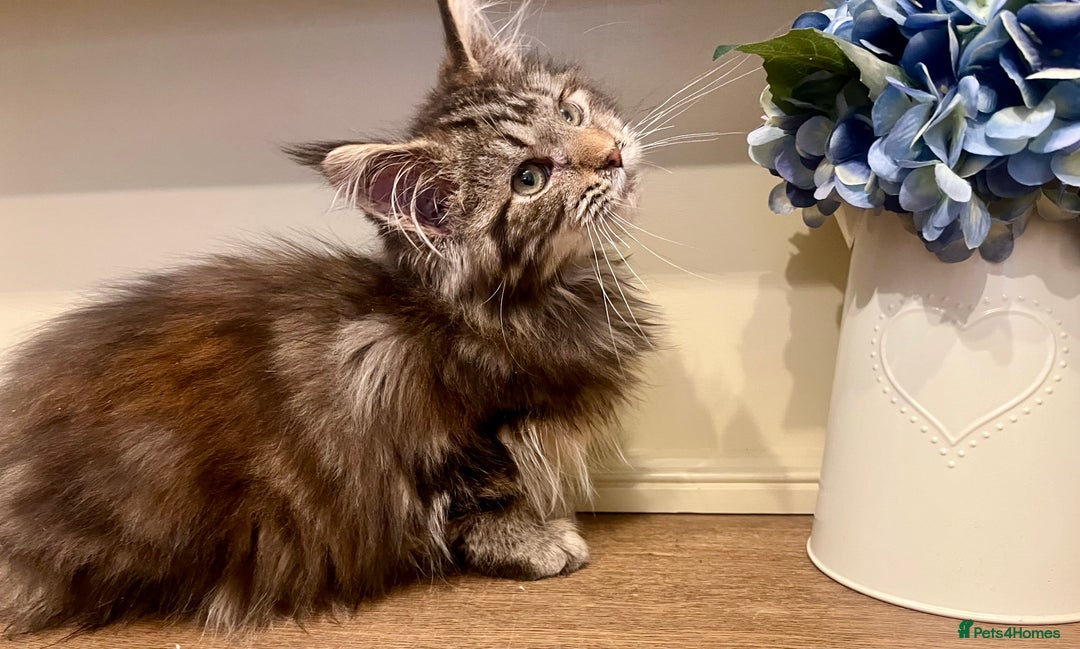 Maine Coon cats for sale: 2 Gorgeous Maine Coon Girl kittens - Advert 14