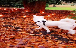 Akita dogs for sale: URGENT FREE ADOPTION  - Image 2