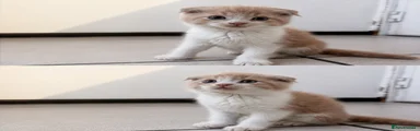 Kitten 