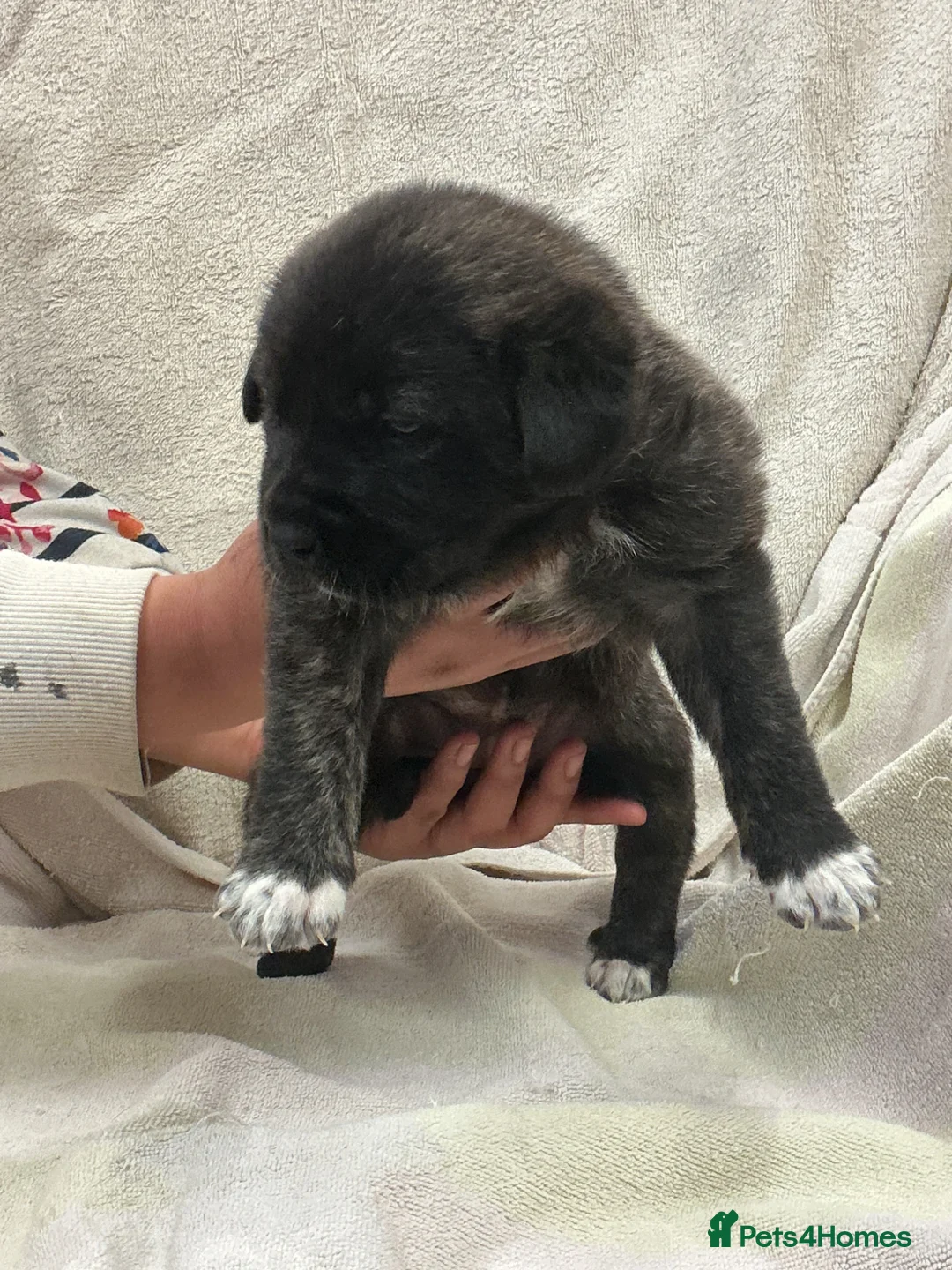 Mixed Breed dogs for sale: Boerchaka puppies - Advert 1